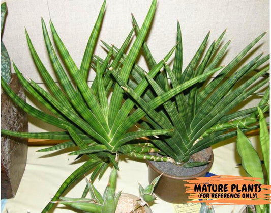 Sansevieria Suffruticosa (#H58) | Imported Snake Plants