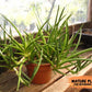 Sansevieria Suffruticosa (#H58) | Imported Snake Plants