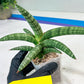 Sansevieria Suffruticosa (#H58) | Imported Snake Plants