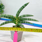 Sansevieria Suffruticosa (#H58) | Imported Snake Plants