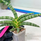 Sansevieria Suffruticosa (#H58) | Imported Snake Plants