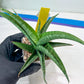 Sansevieria Serayu (#H59) | Imported Snake Plants