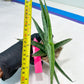 Sansevieria Serayu (#H59) | Imported Snake Plants