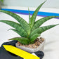 Sansevieria Serayu (#H59) | Imported Snake Plants