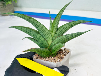 Sansevieria Serayu (#H59) | Imported Snake Plants
