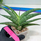 Sansevieria Serayu (#H59) | Imported Snake Plants