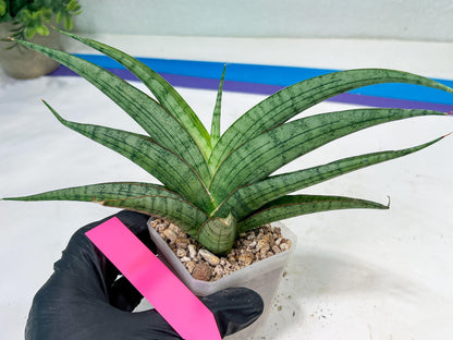 Sansevieria Serayu (#H59) | Imported Snake Plants