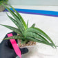 Sansevieria Serayu (#H59) | Imported Snake Plants