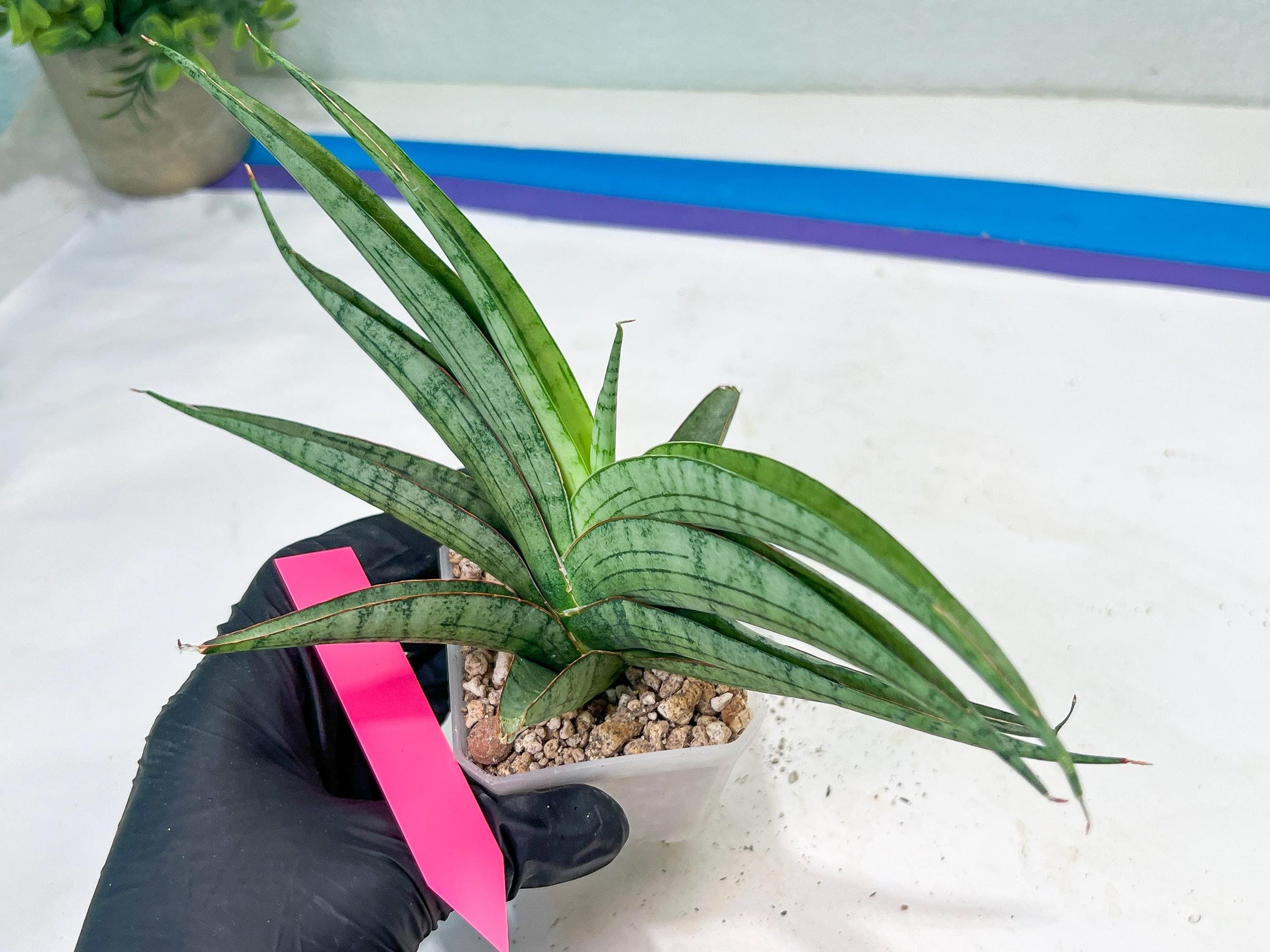Sansevieria Serayu (#H59) | Imported Snake Plants