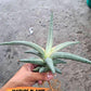 Sansevieria SSilver clone (#H60) | Imported Hybrids