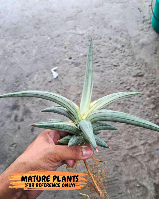 Sansevieria SSilver clone (#H60) | Imported Hybrids