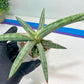 Sansevieria SSilver clone (#H60) | Imported Hybrids