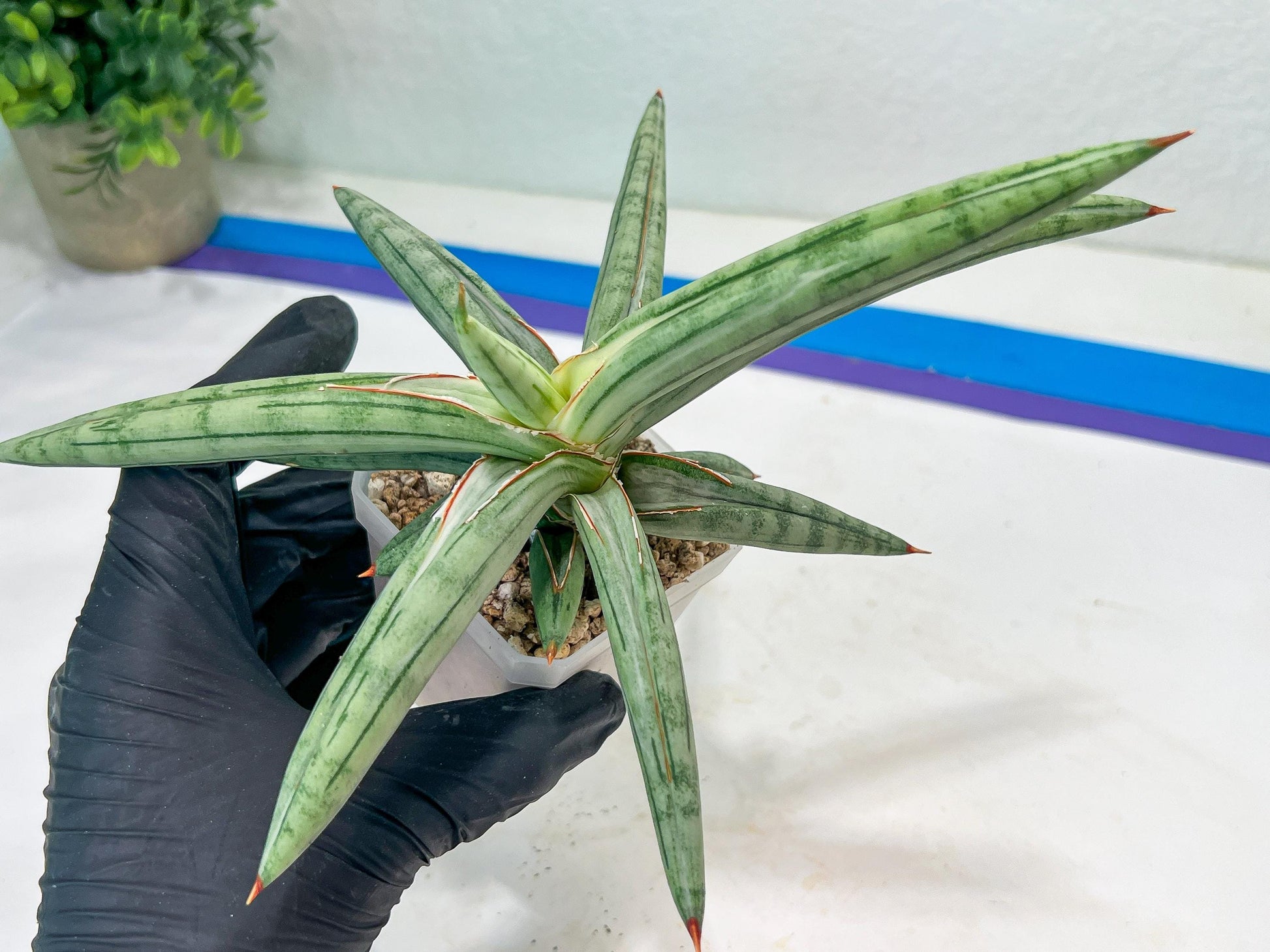 Sansevieria SSilver clone (#H60) | Imported Hybrids