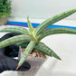 Sansevieria SSilver clone (#H60) | Imported Hybrids
