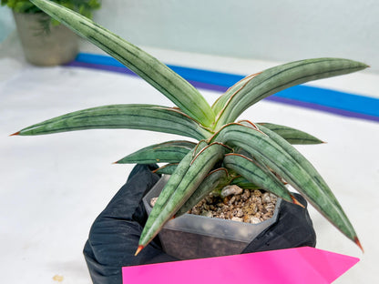 Sansevieria SSilver clone (#H60) | Imported Hybrids