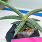 Sansevieria SSilver clone (#H60) | Imported Hybrids