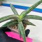 Sansevieria SSilver clone (#H60) | Imported Hybrids