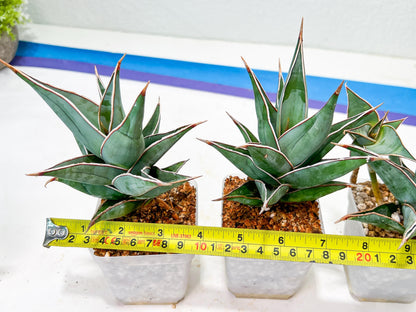 Sansevieria Pinguicula | Walking Sansevieria | Pingu
