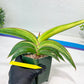 Sansevieria Robusta Var | Imported Plants