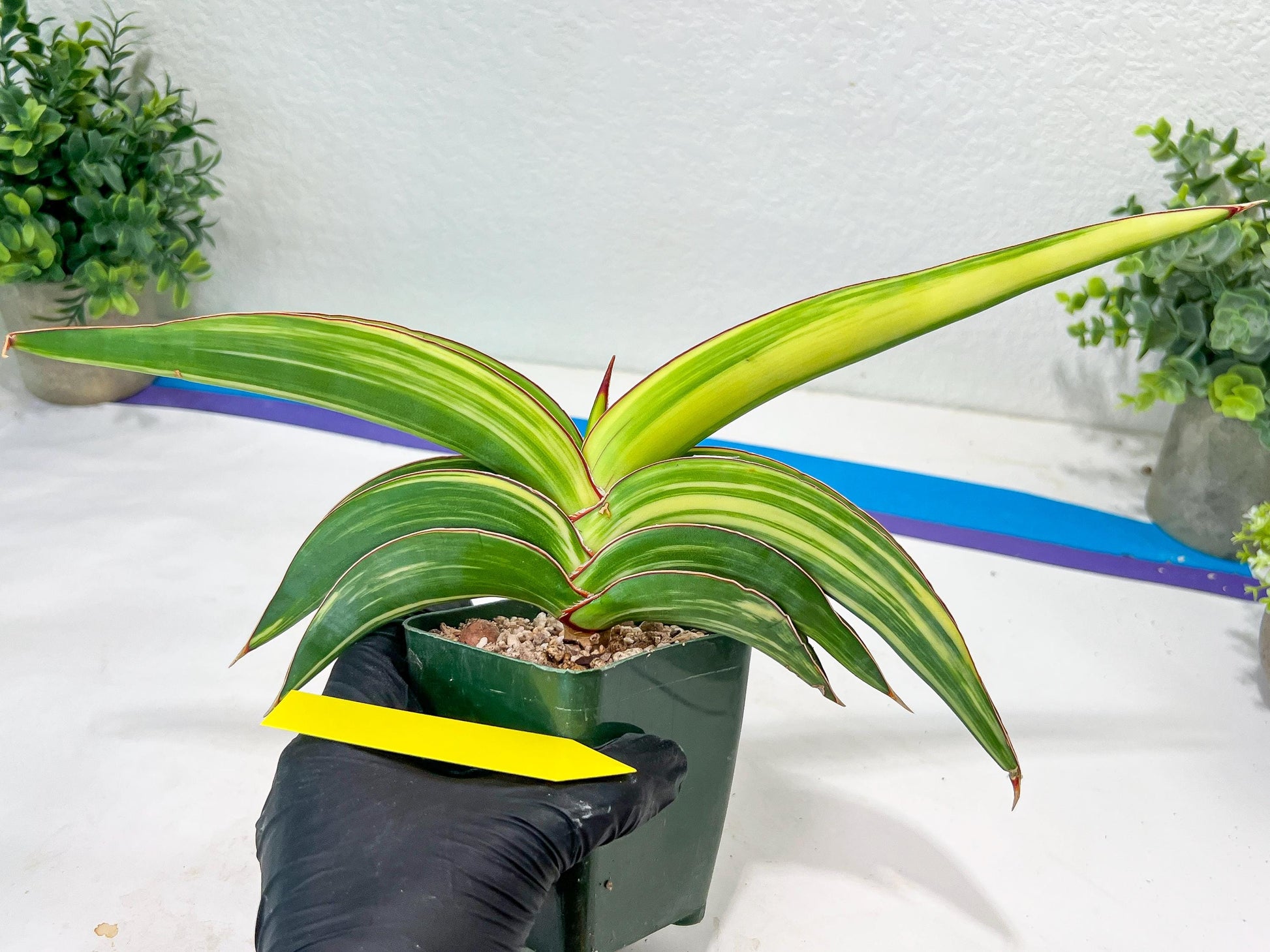 Sansevieria Robusta Var | Imported Plants