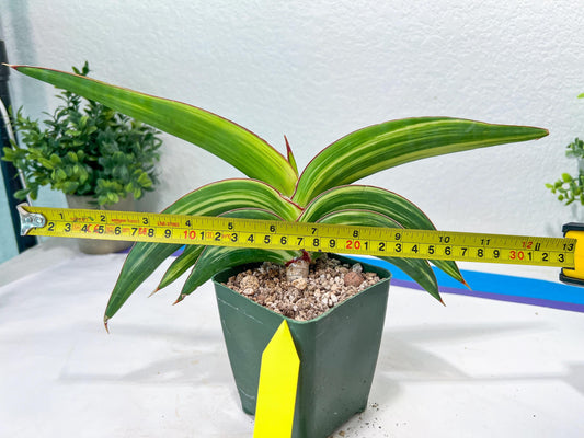 Sansevieria Robusta Var | Imported Plants