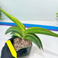 Sansevieria Robusta Var | Imported Plants