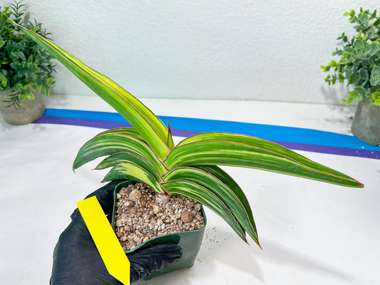 Sansevieria Robusta Var | Imported Plants