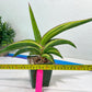 Sansevieria Robusta Var | Imported Plants