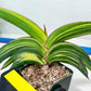 Sansevieria Robusta Var | Imported Plants