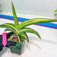 Sansevieria Robusta Var | Imported Plants