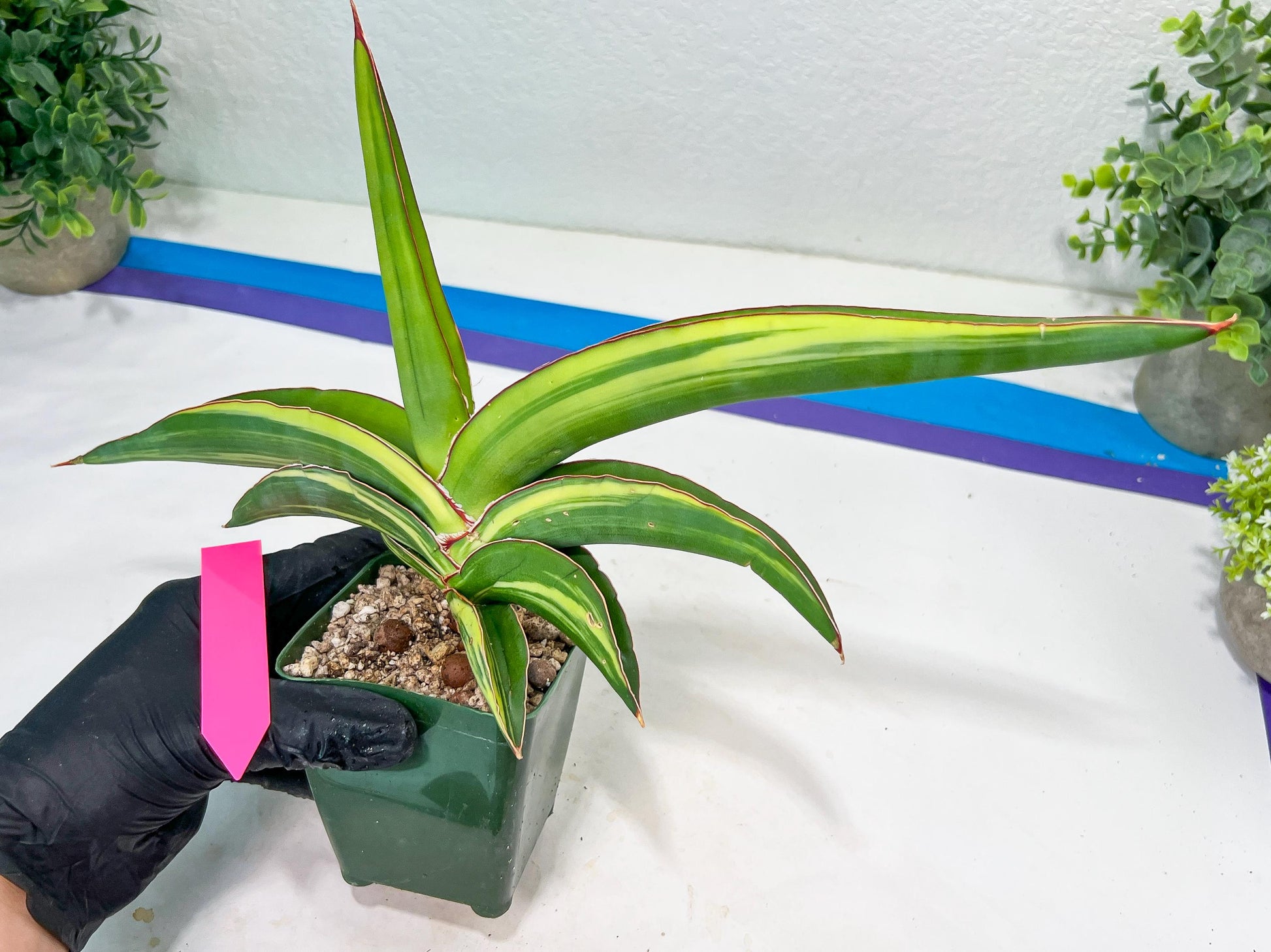 Sansevieria Robusta Var | Imported Plants