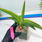 Sansevieria Robusta Var | Imported Plants