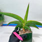 Sansevieria Robusta Var | Imported Plants