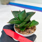 Sansevieria Opera House (#PH25) | Imported Indoor Snake Plant
