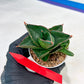 Sansevieria Opera House (#PH25) | Imported Indoor Snake Plant