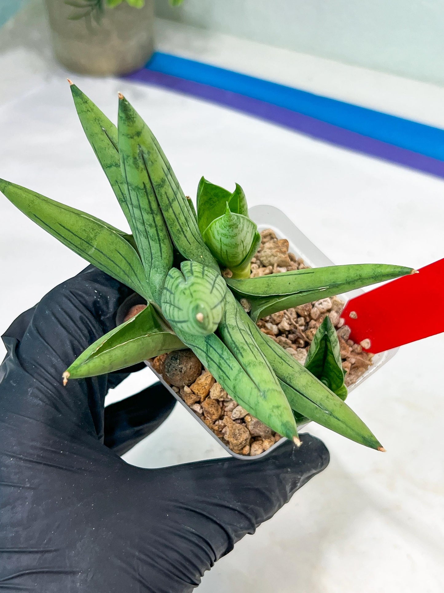 Sansevieria Toob (#AC14) | Rare Imported House Plants | Rare Hybrids