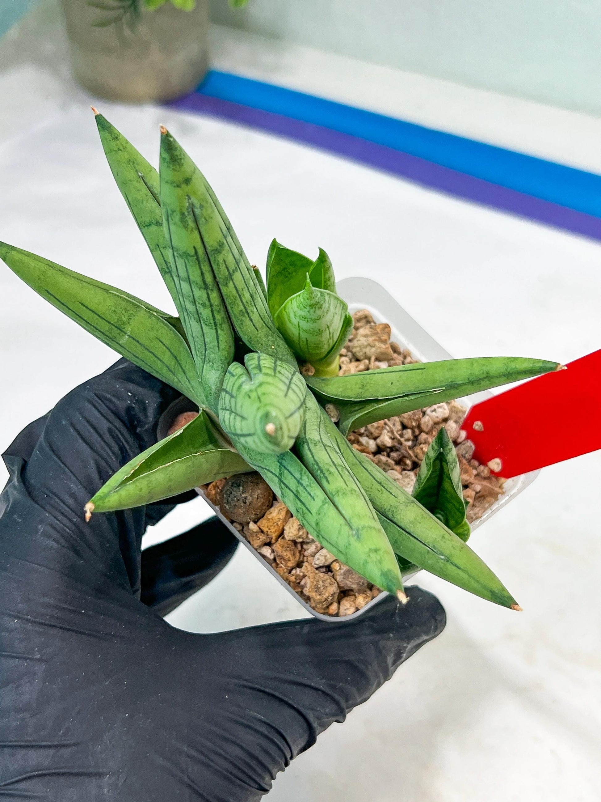 Sansevieria Toob (#AC14) | Rare Imported House Plants | Rare Hybrids