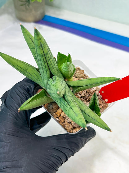 Sansevieria Toob (#AC14) | Rare Imported House Plants | Rare Hybrids