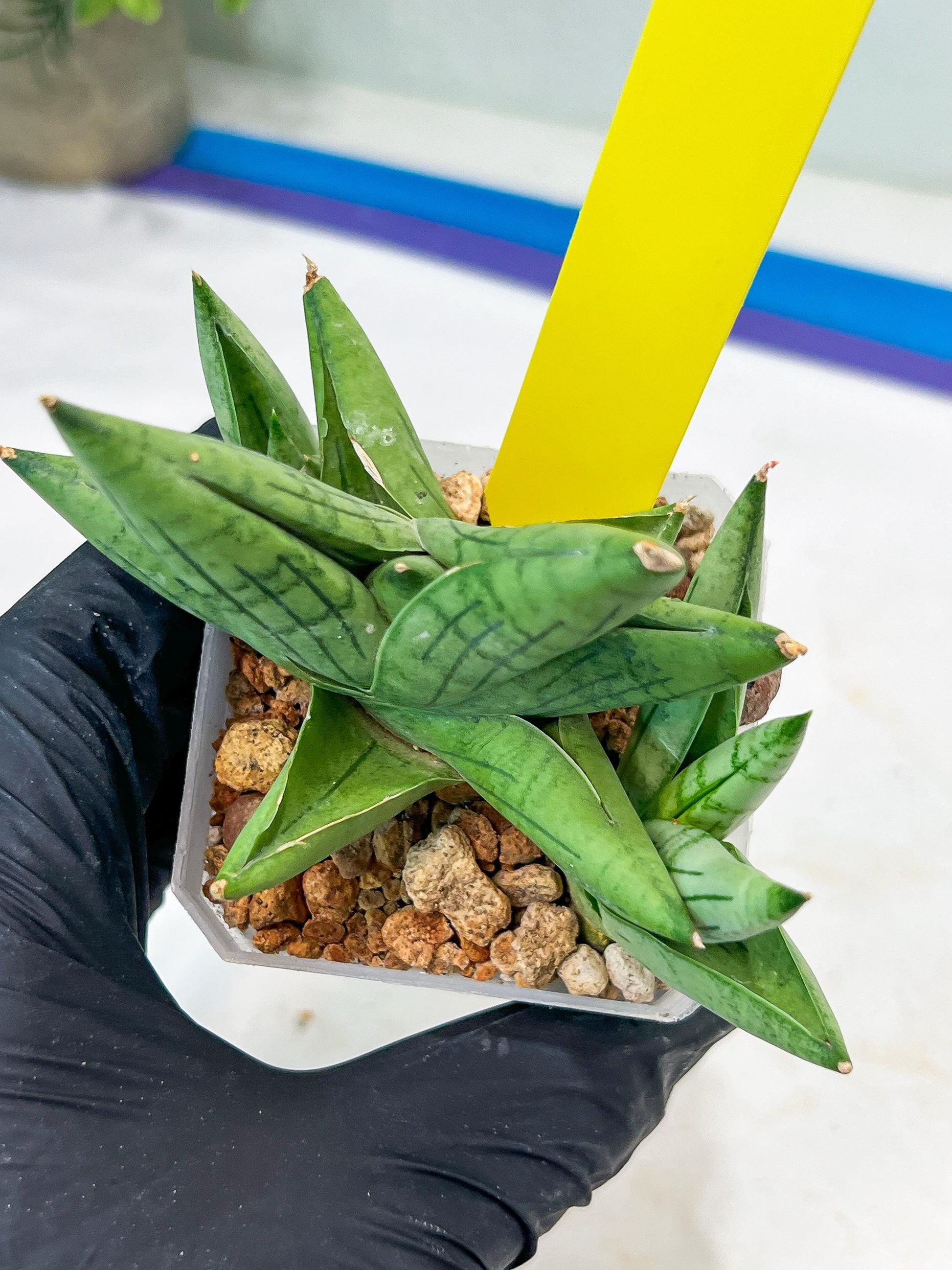 Sansevieria Toob (#AC14) | Rare Imported House Plants | Rare Hybrids