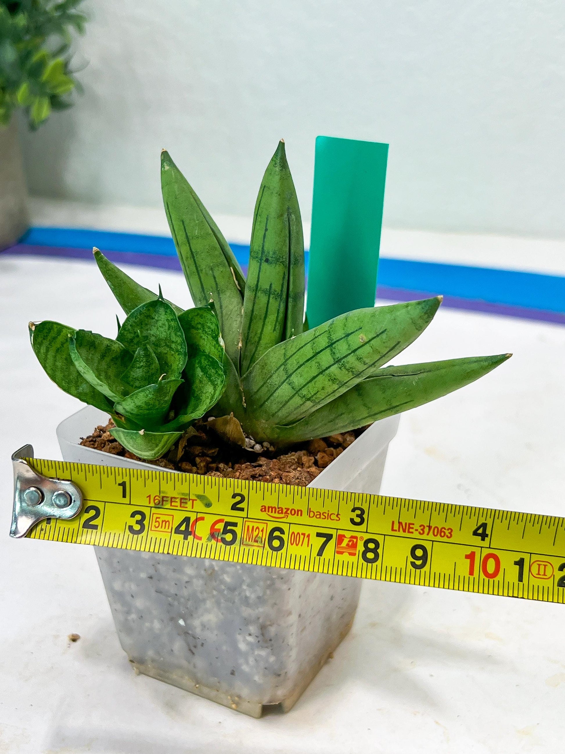 Sansevieria Toob (#AC14) | Rare Imported House Plants | Rare Hybrids