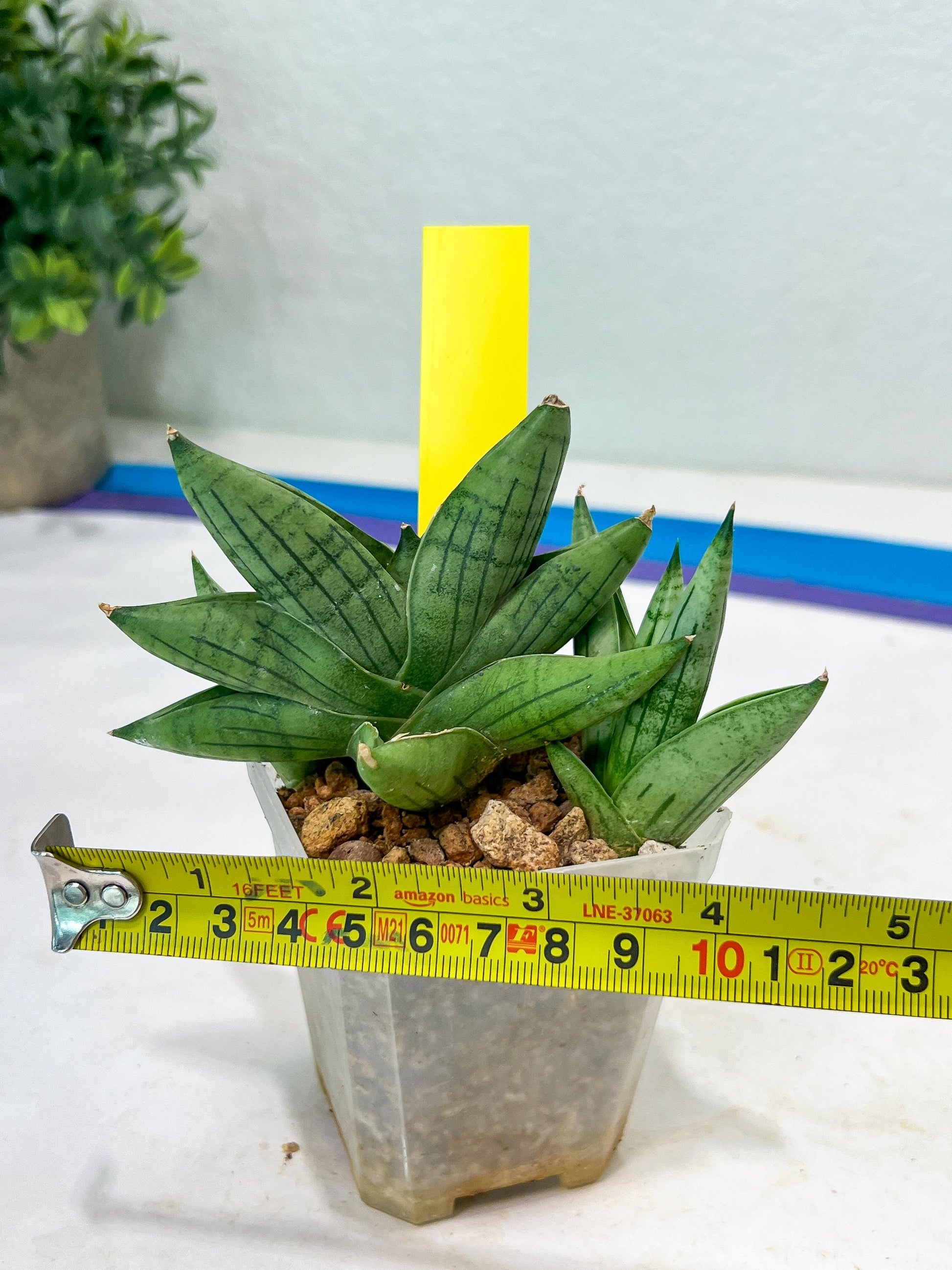 Sansevieria Toob (#AC14) | Rare Imported House Plants | Rare Hybrids