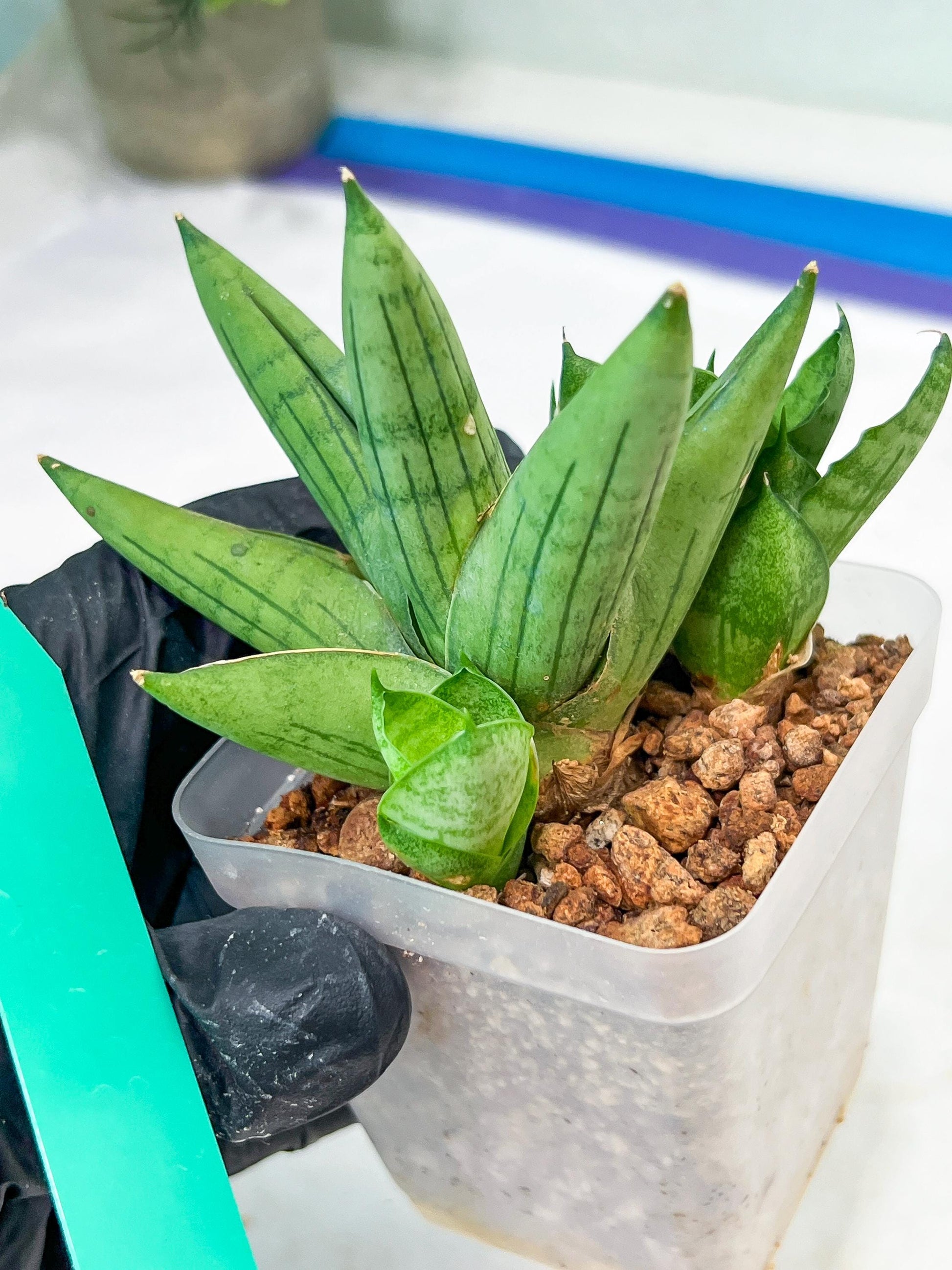 Sansevieria Toob (#AC14) | Rare Imported House Plants | Rare Hybrids