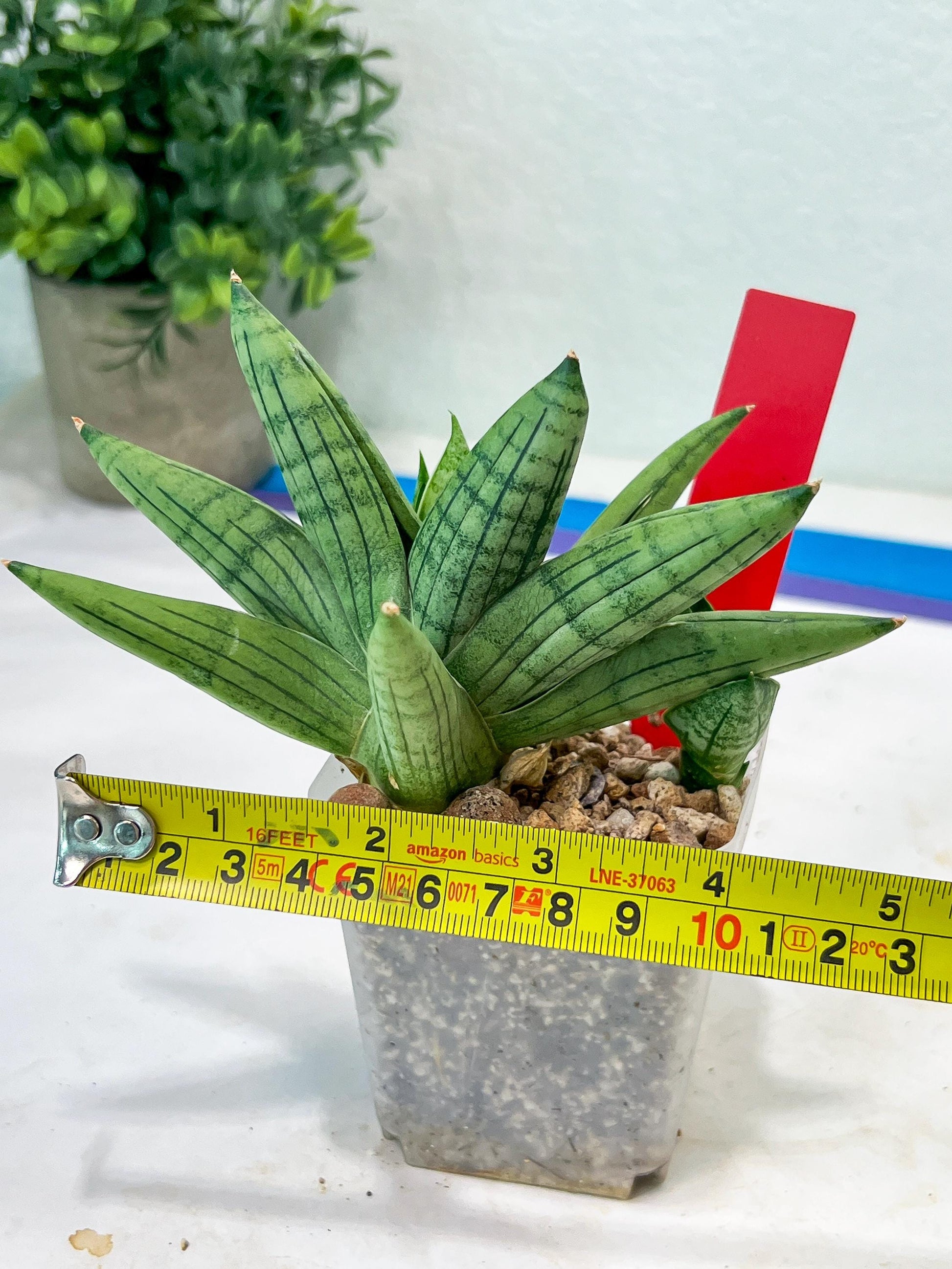 Sansevieria Toob (#AC14) | Rare Imported House Plants | Rare Hybrids