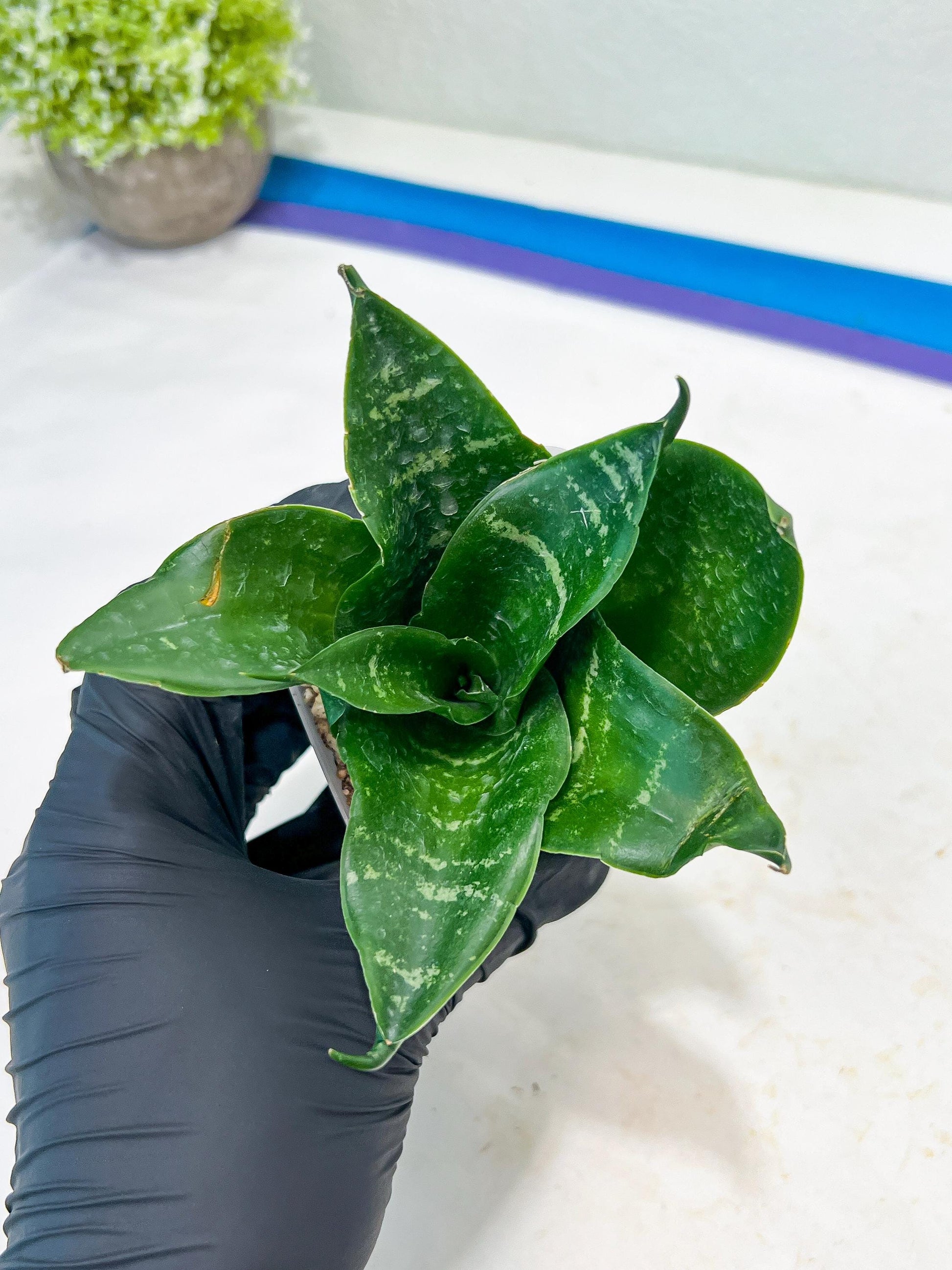 Sansevieria Adikara (#Ba1) | Imported Plants | Rare Hybrid Species