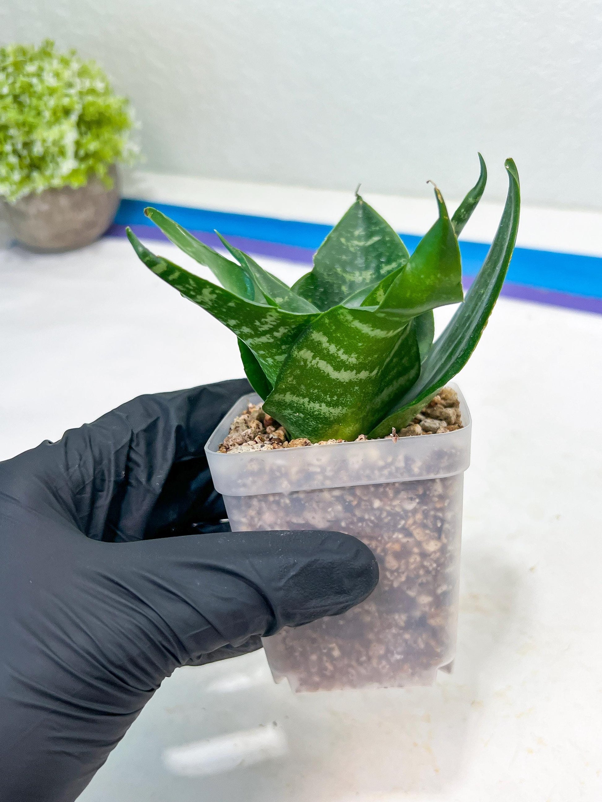 Sansevieria Adikara (#Ba1) | Imported Plants | Rare Hybrid Species