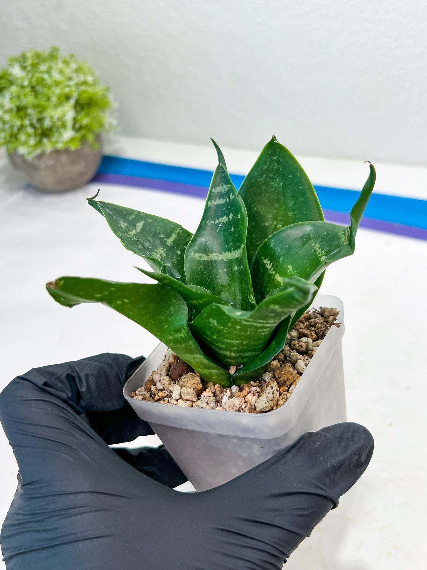 Sansevieria Adikara (#Ba1) | Imported Plants | Rare Hybrid Species