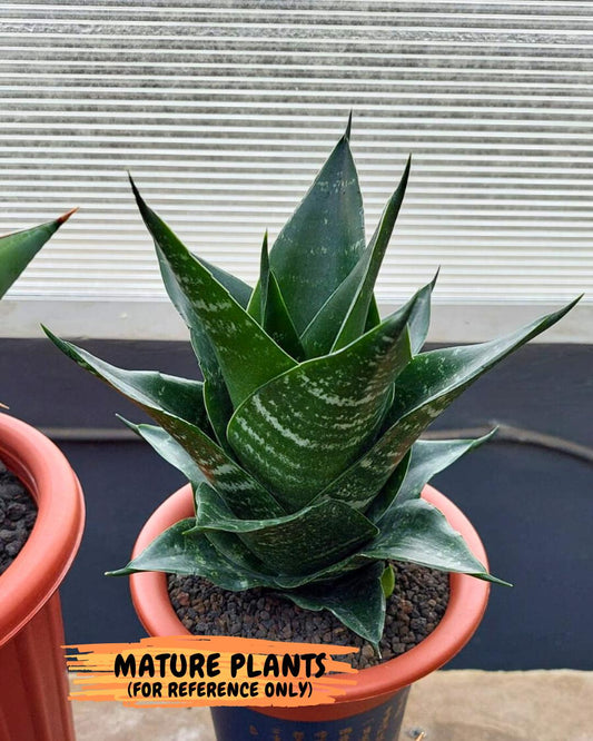 Sansevieria Adikara (#Ba1) | Imported Plants | Rare Hybrid Species