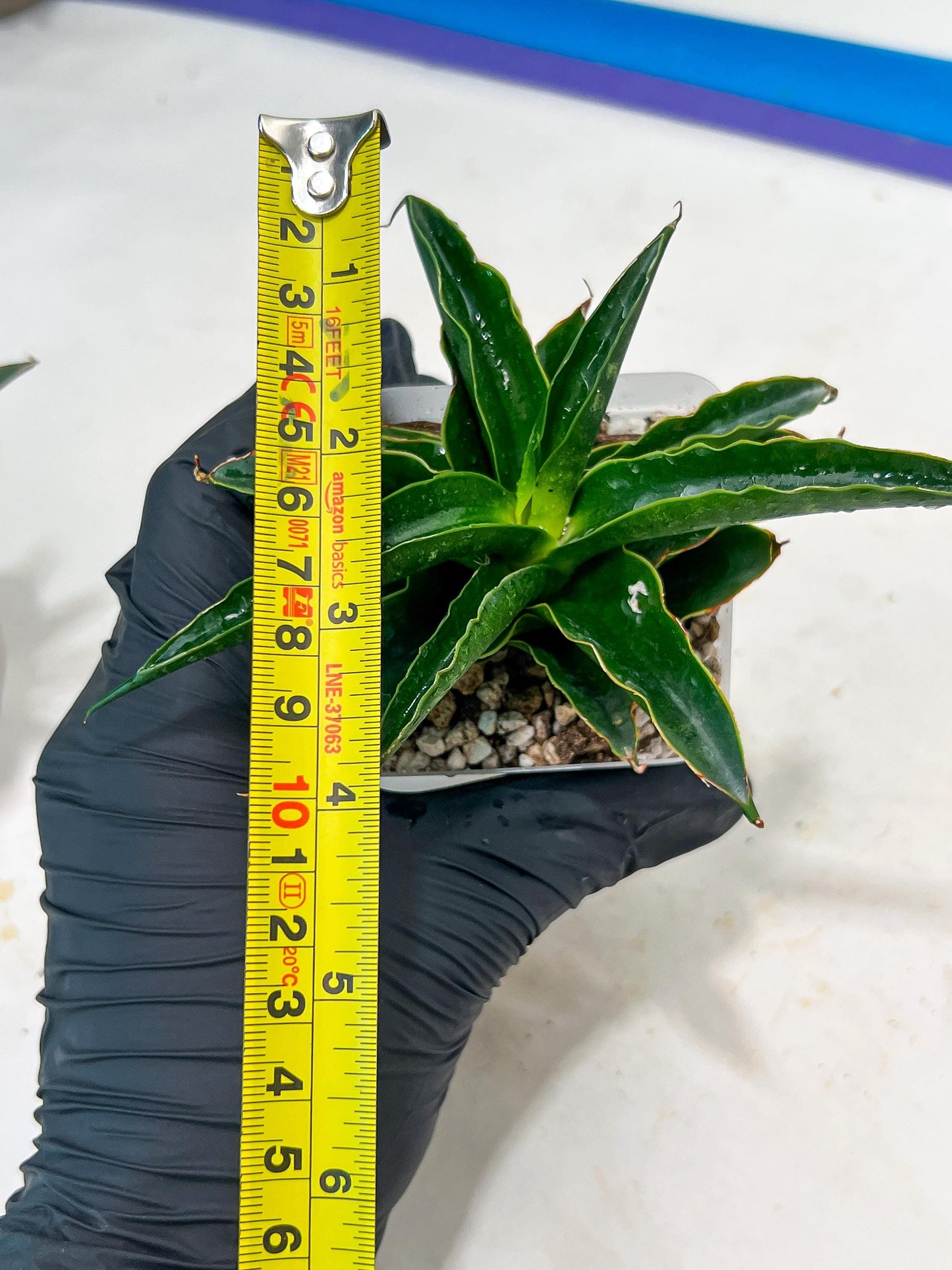 Sansevieria Black Malandi (#Ba6) | Imported Plants | Rare Hybrid Species