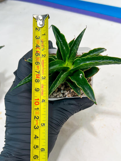 Sansevieria Black Malandi (#Ba6) | Imported Plants | Rare Hybrid Species
