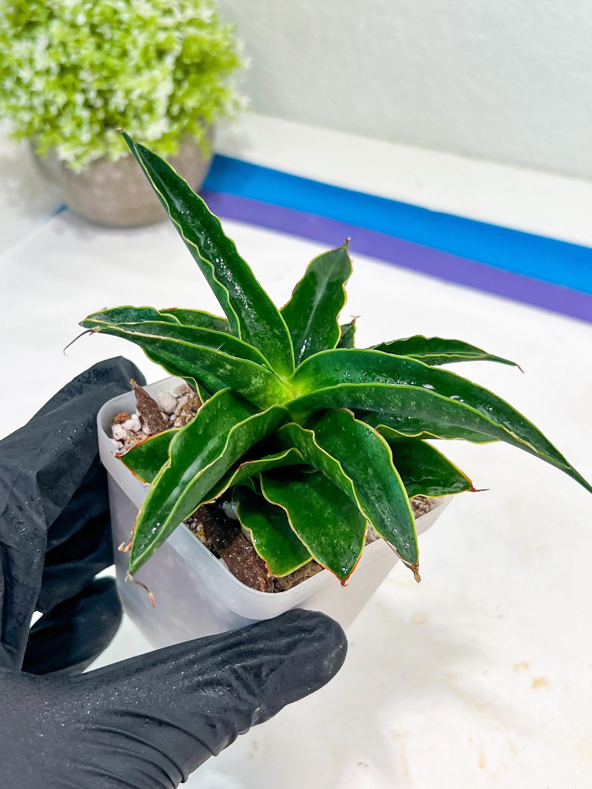Sansevieria Black Malandi (#Ba6) | Imported Plants | Rare Hybrid Species